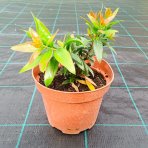 Tyčinkovec vŕbovitý (Callistemon viminalis) ´RED ROCKET´® - výška 10-20 cm, kont. C2L